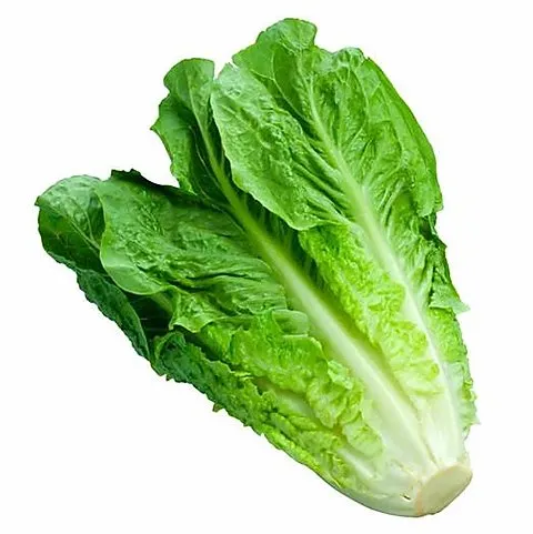 Lechuga Costina 1UN