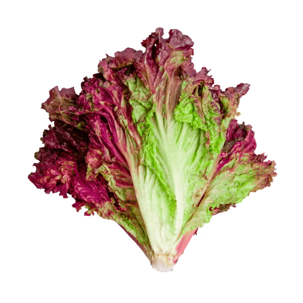 Lechuga Hidropónica Morada 1UN