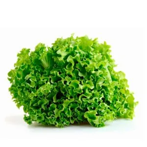 Lechuga Hidropónica Verde 1UN