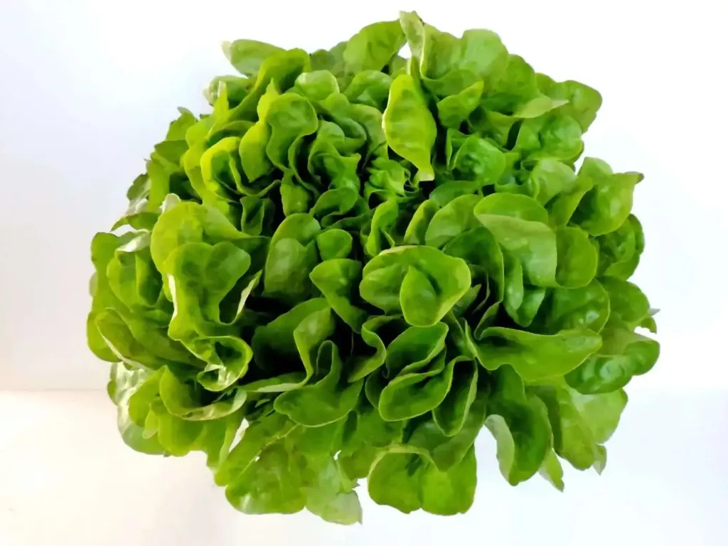 Lechuga Marina 1UN
