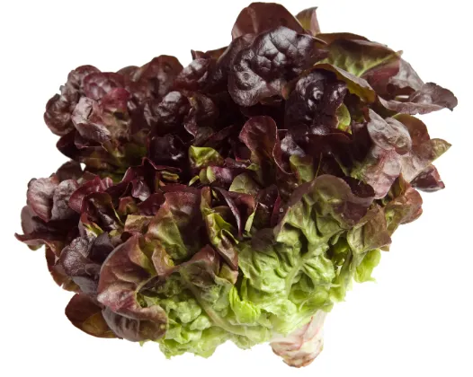 Lechuga Morada 1UN